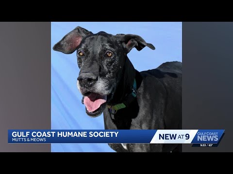 Gentle giant from across the country is looking for his new home on the Gulf Coast