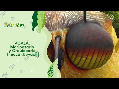 VOALÁ, Mariposario y Orquideario. Tinjacá (Boyacá)