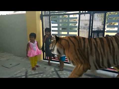 Mokshit plays with tiger..