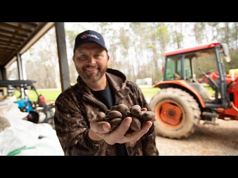 Pecan Farming 101