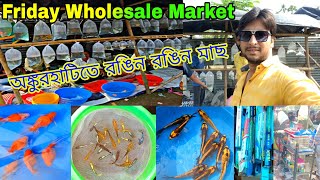 হাওড়ার অঙ্কুরহাটির রঙিন মাছের হাট | Howrah Ankurhati Fish Market | Ankurhati Aquarium Fish Price 🐟