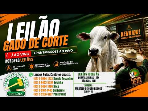 agropecleiloes.com - 15° LEILÃO PRODUÇÃO CABECEIRA | MARTELO DE OURO LEILÕES - GURUPI-TO 09/09/2026.