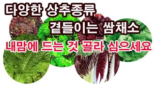 다양한 상추 종류, 곁들이는 쌈채소, 내 맘에 드는 것 골라 심으세요 (텃밭 상추, 상추 재배, 상추 종류,…