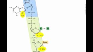 ch13 a3 Transcription&mRNAmaturation
