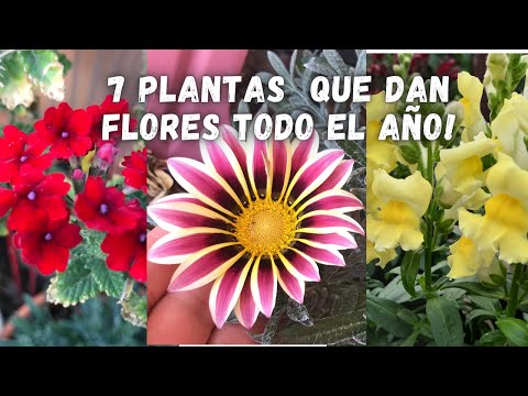 , title : '7 PLANTAS que FLORECEN Todo El AÑO y No Necesitan de Muchos CUIDADOS | plantas con muchas flores |'