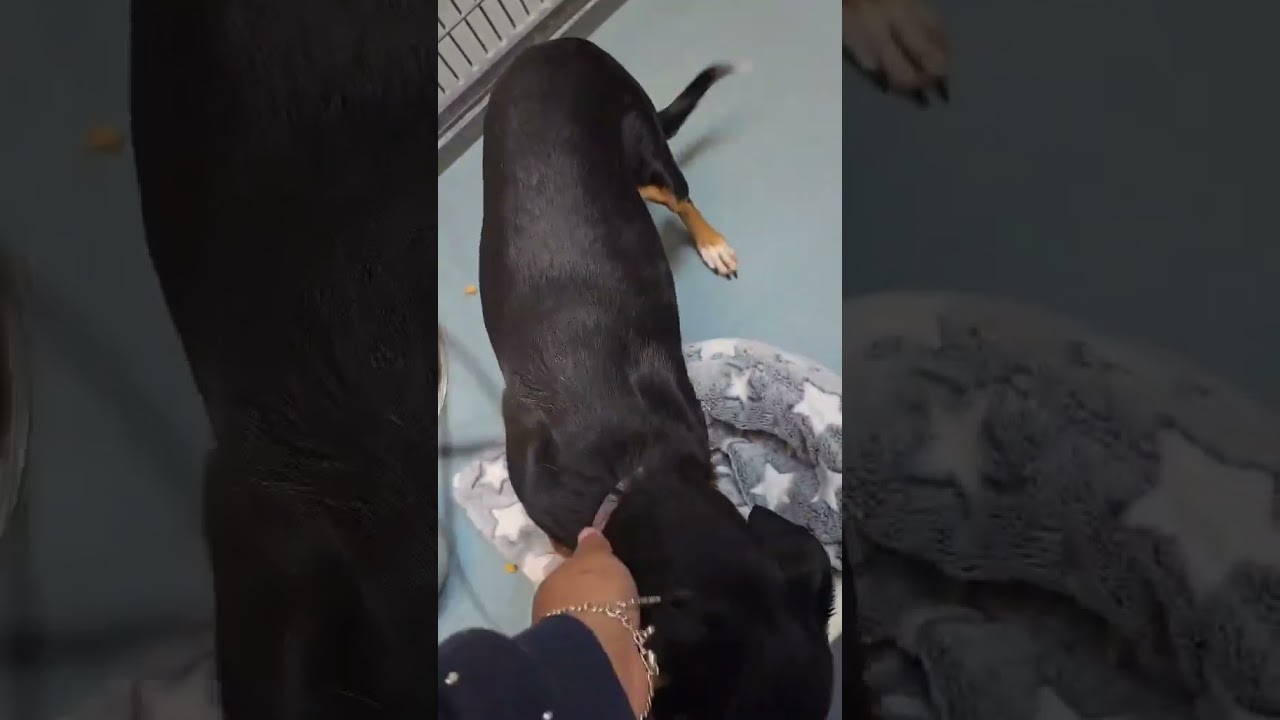 Lucas, a ADOPTABLE mixed breed in Boulder, CO video 4/4