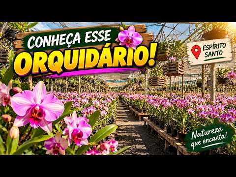 Orquidário Caliman: Um Espetáculo de Orquídeas no Espírito Santo