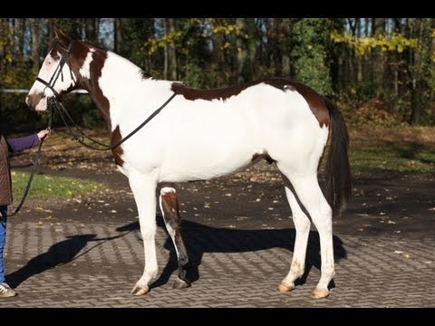 Köln: Zweijährigen Trophy (Listenrennen)