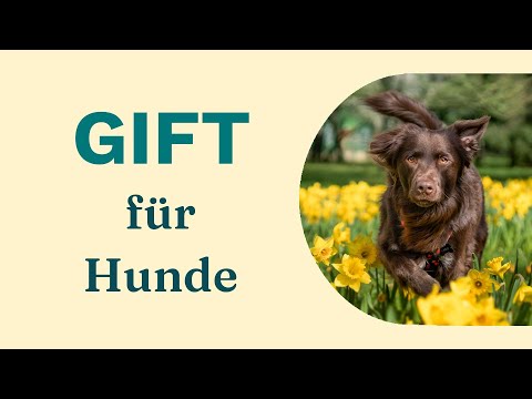 Lebensgefahr für Hunde: Diese Blumenzwiebeln sind tödlich