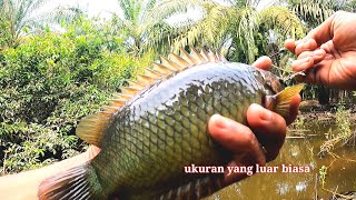 Download lagu Crazy, the catfish that are caught here are all incredibly big. Fishing for catfish in the swamp mp3