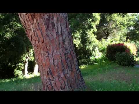 download lagu mp3 mp4 Italian Pine Tree, download lagu Italian Pine Tree gratis, unduh video klip Italian Pine Tree