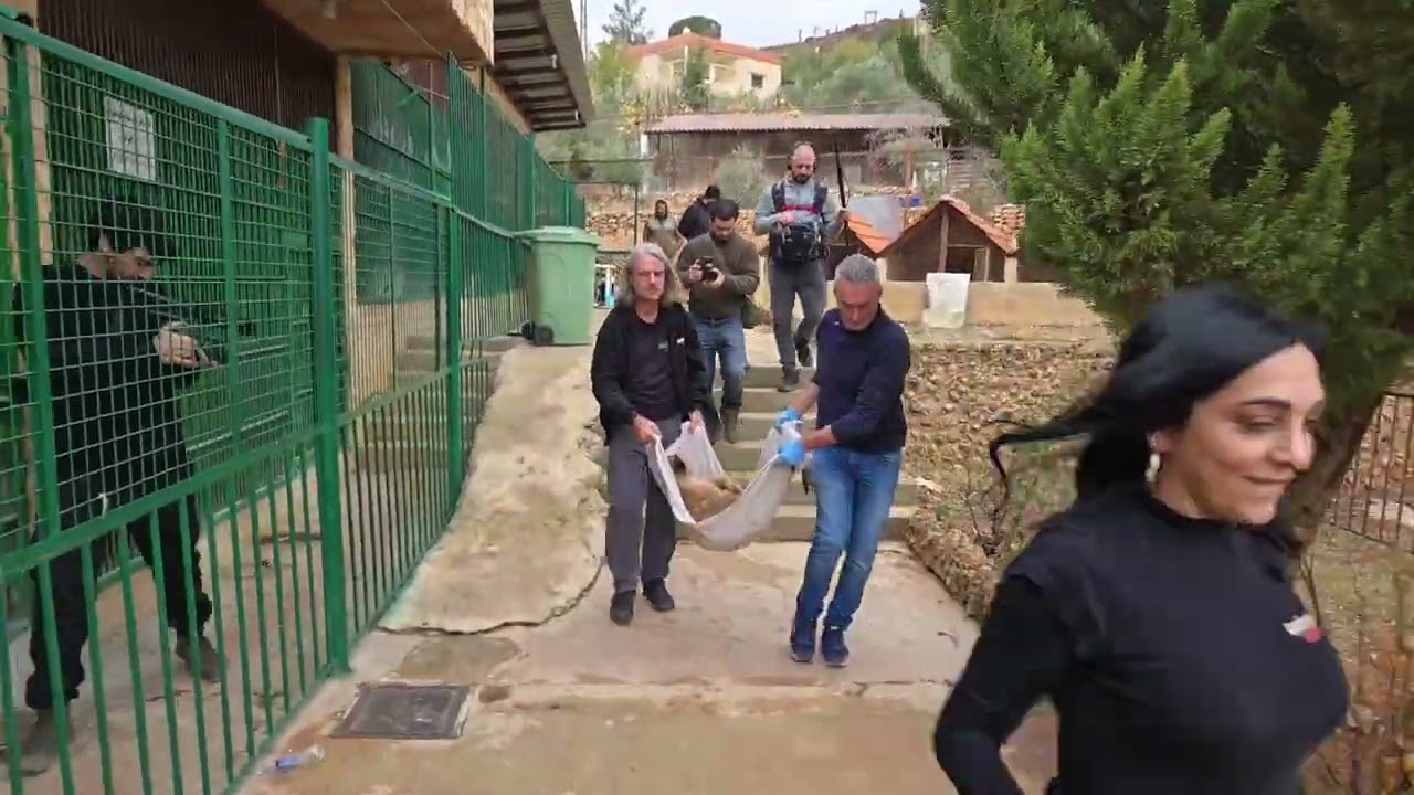 Sister cub exam and joins brother in crate