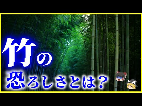 プライバシーヘッジに適した竹の種類は何ですか?非追跡種トップ5！  庭園