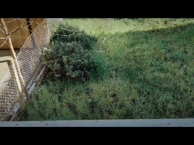 appartamento con giardino