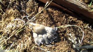 Field mouse with babies