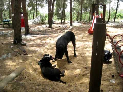 Cane Corso Troy & Pitbull Omega