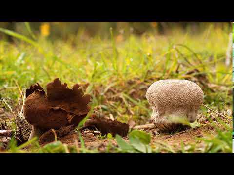 Farting mushrooms!? 😂