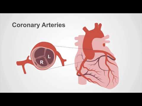 Coronary Circulation Overview: Preparing for Coronary Angiography