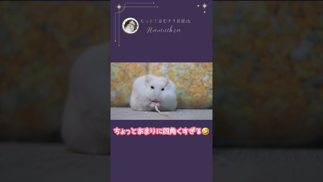 新種発見！ＢＯＸハムスター