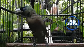 Download lagu masteran murai papua mp3