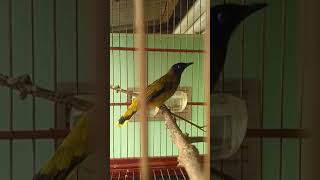 Download lagu CUCAK KURINCANG Warna Kuning Emas || Beautiful Birds🐤 mp3