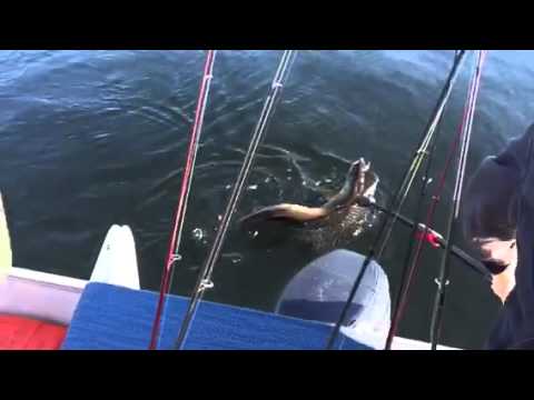 FAIL- Northern Pike, FISH ON. Need a bigger net.