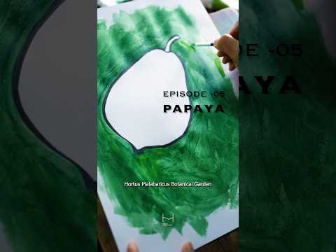 Hortus Malabaricus episode 005 Pappaya