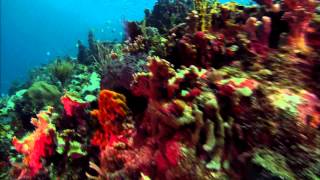 Vangelis - Fields of coral