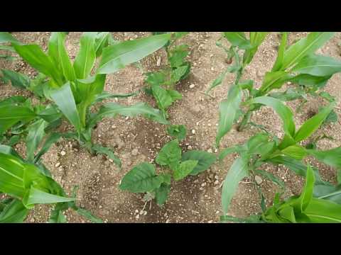 Donau Silphie als Mais Untersaat