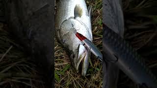 Download lagu Barramundi on MEGABASS zonk mp3