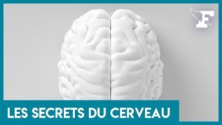 Comment fonctionne notre mémoire ? Un neurologue répond