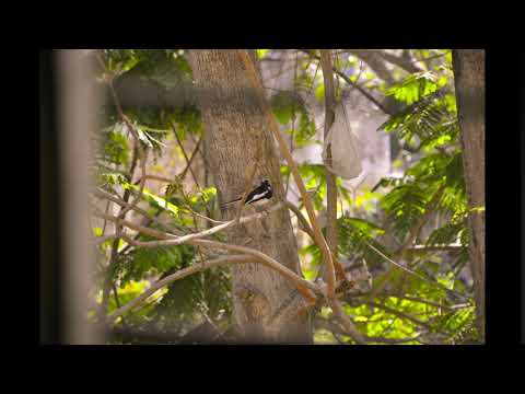 Oriental Magpie Robin feeds its fledgling