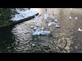 Seagulls Eating Bread