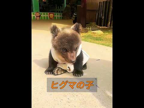 ヒグマの子がオオカミの群れに襲われました。 #animals #動物