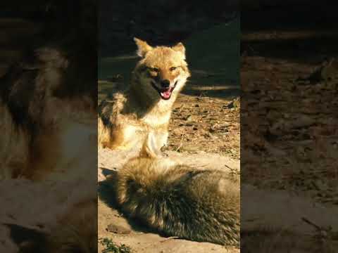 #jackal सियार (wolf) howling #youtubeshorts #viral #shorts #trending #yt #popular