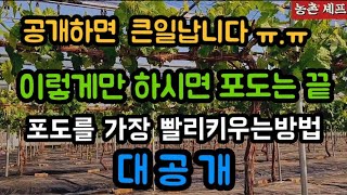 #샤인머스캣 #농촌 #귀농귀촌 #여름