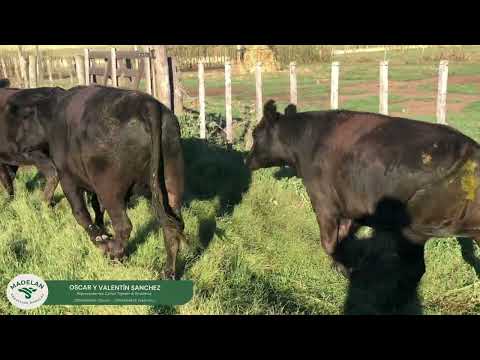 ARAUCARIA _ 20 NOVILLOS GORDOS en ENCINA, CARLOS TEJEDOR, BUENOS AIRES 07-02-2026