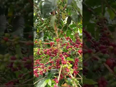 desde acevedo huila Colombia