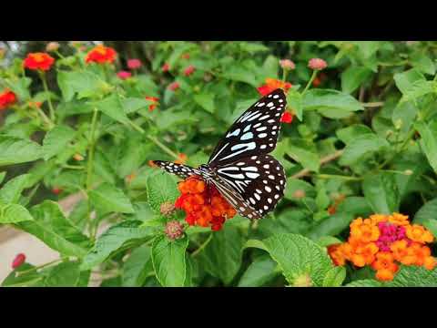 Amazing Nature Video With Relaxing Music #BUTTERFLIES #FLOWERS #BEE #BLOOMING OF FLOWERS #ROSE