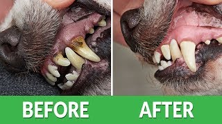 How to Fix Bad Dog Breath? | Ultimate Pet Nutrition - Dog Health Tips