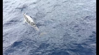 Observation de dauphins à bord du Pat avec la Swiss Cetacean Society