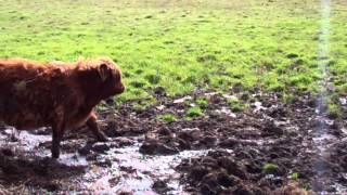 preview picture of video 'Highland Cows In Muddy Field Near Errol Perthshire Scotland September 4th'