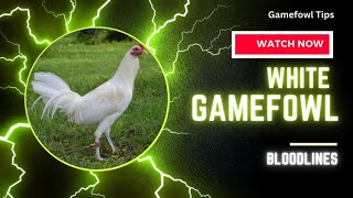 Download lagu The Legacy of White Gamefowl Bloodlines: A Testament to Strength and Purity mp3