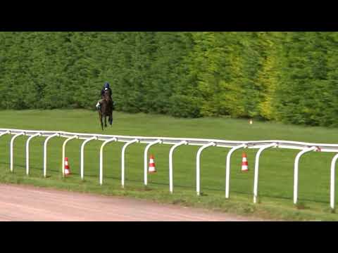 Breeze-Up Osarus 2020 - Lot 58