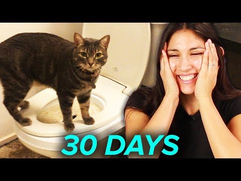 I Tried Training My Cat To Use A Toilet In 30 Days - YouTube