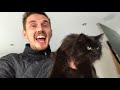 TINY KITTEN vs GIANT CAT!