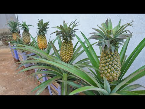 Let s grow bitter melon for your family this way it s very fruity and easy to make