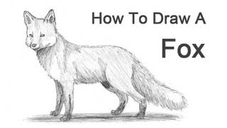 How to Draw a Fox (Red Fox)