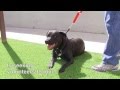 CANINE COLLEGE NEW VOLUNTEER VIDEO