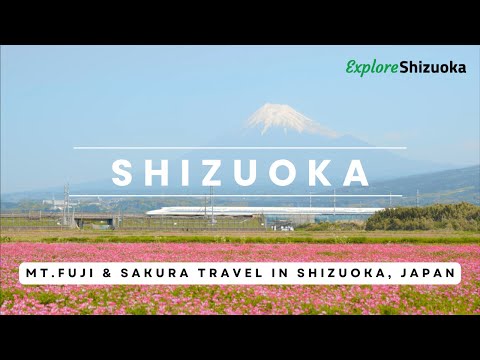 Mt.Fuji & Sakura Travel Shizuoka, Japan